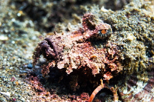 Stonefish/Photographed with a Canon 60 mm macro lens at A... by Laurie Slawson 
